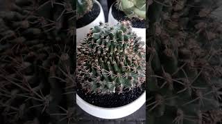 Cristata cactusgarden cactusandsucculents cactus [upl. by Cissie]