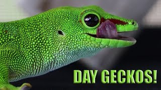 Awesome Day Geckos  Hobby Breeders [upl. by Ylhsa]