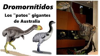 Dromornítidos Conoce a los quotpatosquot gigantes de Australia [upl. by Dehlia]