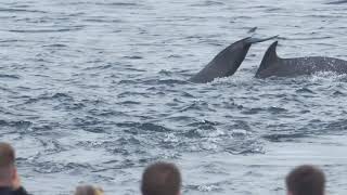 Bottlenose Dolphins at Chanonry Point 29072020 [upl. by Salomo]