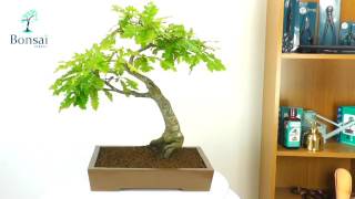 Turkey Oak Bonsai Quercus cerris  25 year Specimen [upl. by Ahsetal]