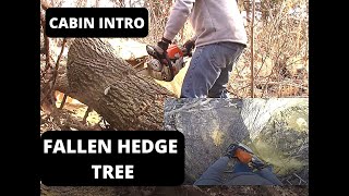 Cutting Fallen Osage Orange quotHedgequot into Firewood [upl. by Jaret677]