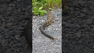 Big Rattlesnake Moved Off The Road nature wildlife youtubeshorts rattlesnakes [upl. by Akinej959]