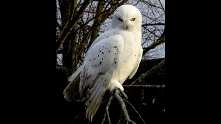 Copenhagen Zoo  Snowy owl sound [upl. by Hgielrahc]