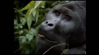 Heinz Sielmanns Expeditionen  Ausschnitt aus dem Naturfilm quotExpeditionen ins Reich der Gorillasquot [upl. by Nojed]