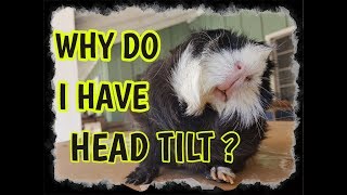 Twister is a Guinea Pig with Head Tilt [upl. by Grethel]