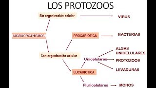 INTRODUCCIÓN A LA MICROBIOLOGÍA  Los Protozoos [upl. by Ronda]