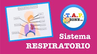 Como hacer la maqueta del Sistema Respiratorio  TAP ZONE Mx [upl. by Egan994]