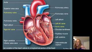 Lecture16 Cardiac Physiology [upl. by Erret]