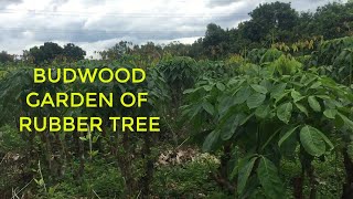 Budwood garden of rubber tree  lifeandlearn [upl. by Faunia]