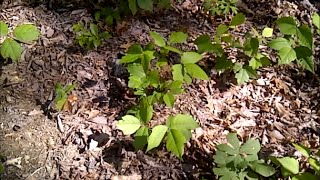 How to Kill Poison Ivy in One Day Without Poisonous Chemicals [upl. by Noside454]