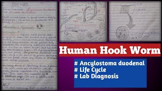 human hookworms  Ancylostoma duodenale and necator americanus [upl. by Ailemaj622]