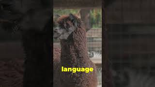 Alpacas oh yeah [upl. by Ajup]