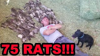 Mink and Dogs Destroy 75 RATS [upl. by Ikila]