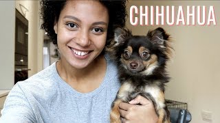 THE REALITY OF HAVING A CHIHUAHUA  Misconseptions about Chihuahuas uncovered [upl. by Odnomor]