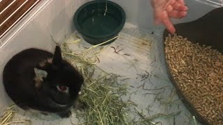 BEST lowest cost odor control litter for your rabbit wood pellets bedding [upl. by Deaner237]