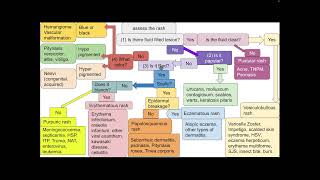 Skin Rash In Summary [upl. by Eymaj]