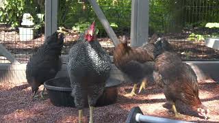 Chickens at Hamill Family Play Zoo [upl. by Aettam]