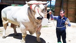 The Biggest Bulls of Chianina breed in the world  Worlds biggest cattle breed [upl. by Seldon349]