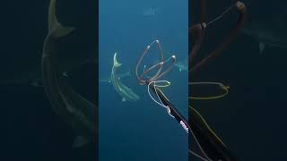 Spearfishing Giant Yellowtail Kingfish fish spearfishing [upl. by Bradney]