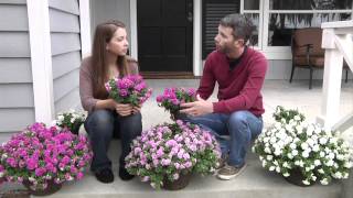 Surfinia Summer Double Petunias Plant Up Your Front Steps [upl. by Adyeren807]