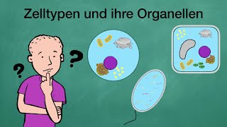 Zelltypen und ihre Organellen [upl. by Millda2]