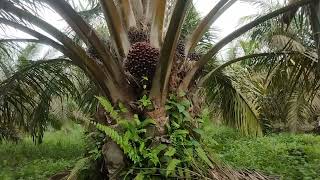 Manfaat Boron DOSIS dan Rotasi Untuk Kelapa Sawit [upl. by Ressan]