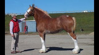 EVERYTHING YOU WANTED TO KNOW ABOUT DRAFT HORSES [upl. by Janot]