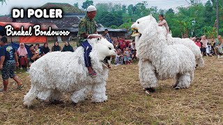 CAN MACANAN SINGO MANGGALA DAN DRUMBAND MAONG REMAS DI POLER BINAKAL BONDOWOSOmp4 [upl. by Delaney]