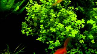 Micranthemum umbrosum  aquatic plants guide [upl. by Torrie]