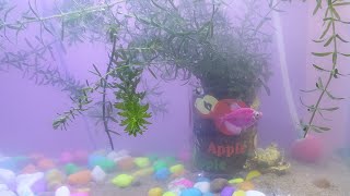 Bauria birds is live aquarium fish breeding [upl. by Gnol991]