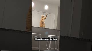 The most DRAMATIC CATS in the world 😂 Funny Cat Videos 2024😹 [upl. by Ahsilek]