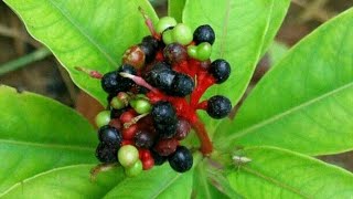 Pharmacognosy of Rauwolfia Serpentina Sarpagandha plant health benefits and side effects [upl. by Sanoy908]