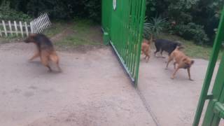 Brave dogs fighting at gate [upl. by Rehpotsihrc]