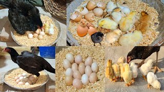 Young hen hatching eggs to chicks first time  Harvesting Eggs to chicks  Nine chicks hatched [upl. by Atinal503]