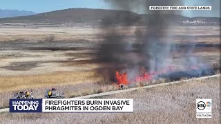 Firefighters burn invasive phragmites in Ogden Bay [upl. by Emmaline]