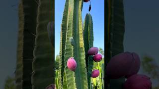 Night  Blooming Cactus What Do You Call This Fruit satisfying shot [upl. by Haneen]