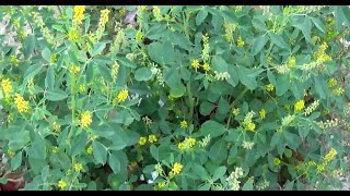 الحندقوق الطبي او اكليل الملك Melilotus officinalis [upl. by Quartus]