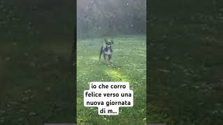 cane felice gioranta ridere risate divertente battuta animali barzelletta tiktok reel [upl. by Bannerman272]