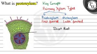 What is protoxylem W [upl. by Gillian]