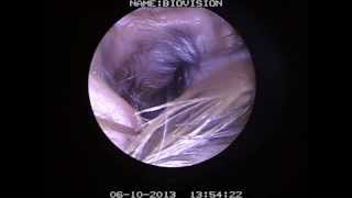 VIDEO OTOSCOPY OF A CANINE EAR CANAL [upl. by Nrevel]