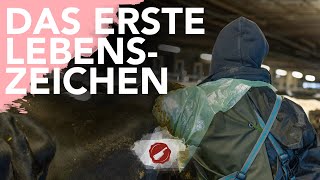 Trächtigkeitsuntersuchung Rinder  Tierärztin  Wissenswert [upl. by Nils8]