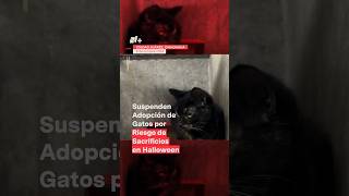 Suspenden adopción de gatos en Chihuahua por riesgo de sacrificios en Halloween  N Shorts [upl. by Lemert]