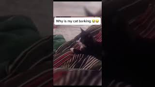 Hcatcatlover fumny fumnyvideos foryou fypage fyp fumnycatcats [upl. by Latsirk]