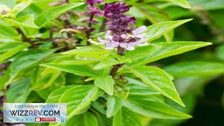 Basil Cinnamon Mexican Basil – Seeds Review [upl. by Procter]