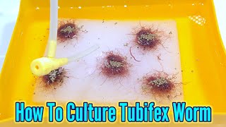 How to culture tubifex worms  Culturing Tubifex At Home [upl. by Lebiralc]