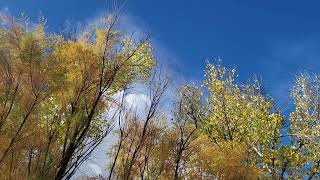 Cottonwood tamarisk and cloud [upl. by Arze]