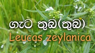 Geta thuba  thuba  Leucas zeylanica  Ayurvedic plants [upl. by Ynnal368]