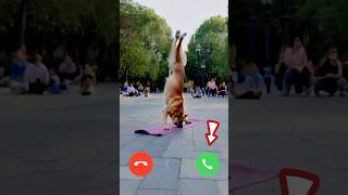 Dog Ringtone Music Sound shorts animals dog [upl. by Claude]