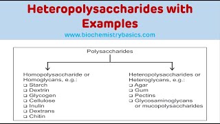 Heteropolysaccharides With Examples  Glycosaminoglycans Biochemistry [upl. by Gokey797]